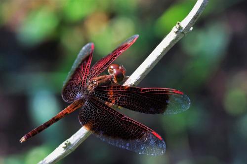 Neurothemis fluctuans